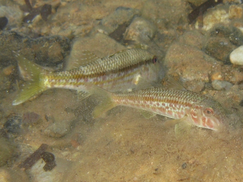 Mullus barbatus vs. Mullus surmuletus